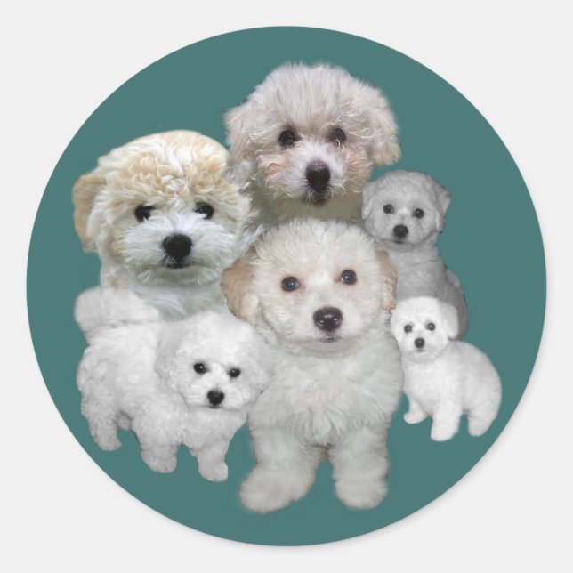 Adesivo Redondo Bichon Frise Puppies Sticker (Frente)