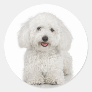 Adesivo Redondo Bichon Frise Sticker