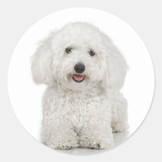 Adesivo Redondo Bichon Frise Sticker