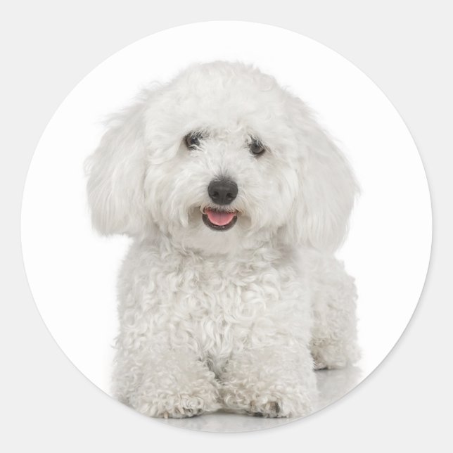 Adesivo Redondo Bichon Frise Sticker (Frente)