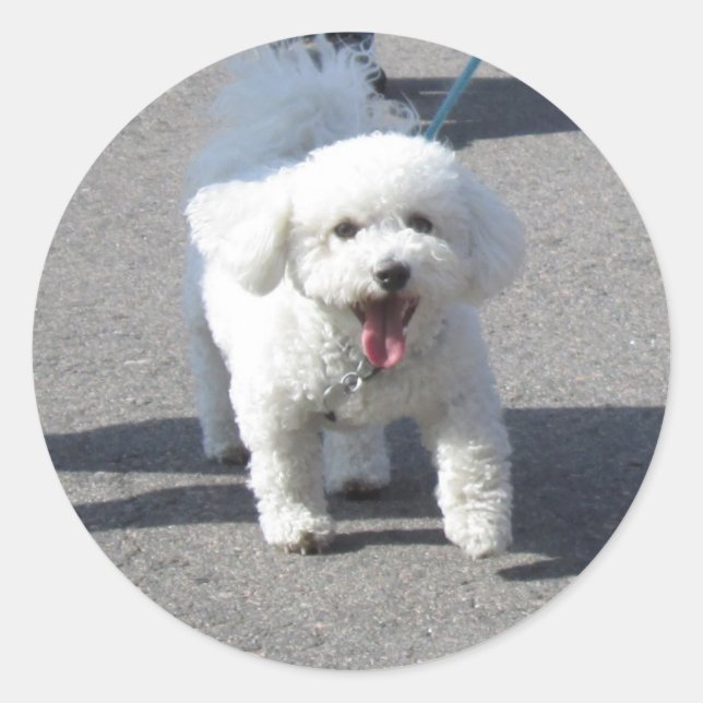 Adesivo Redondo Bichon Frise Sticker Round (Frente)