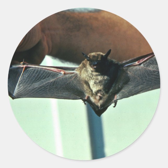 Adesivo Redondo Big Brown Bat (Frente)