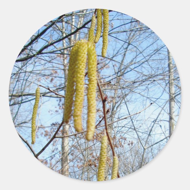 Adesivo Redondo Birch Catkins Stickers (Frente)