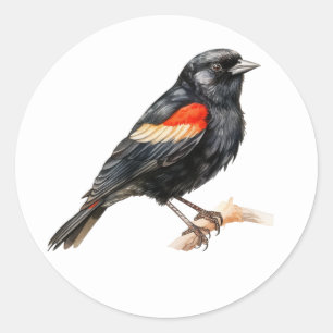 Adesivo Redondo Bird Stickers Red-Winged Blackbird