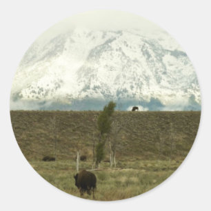 Adesivo Redondo Bison no Grand Teton National Park Fotografia