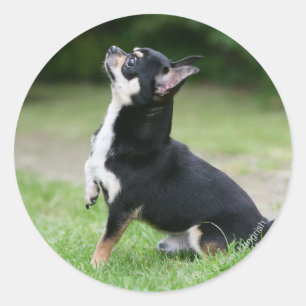 Adesivo Redondo Black and Cream Chihuahua