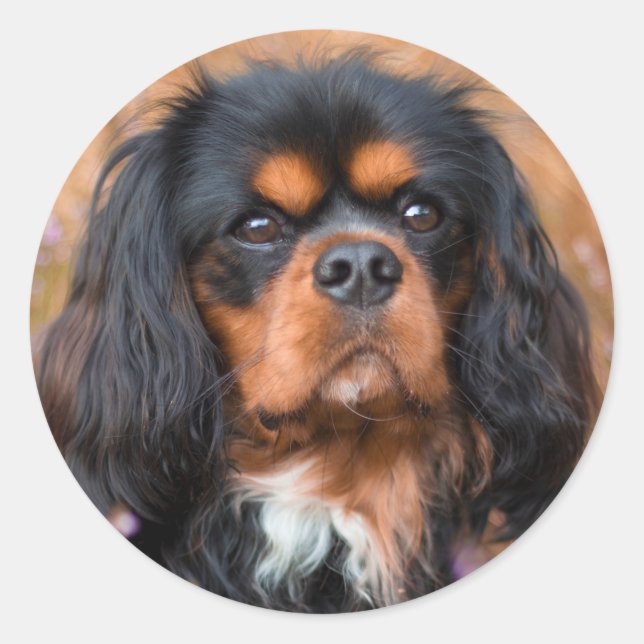 Adesivo Redondo Black and Tan Cavalier King Charles Spaniel Dog (Frente)