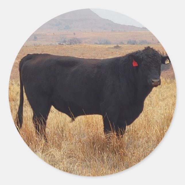 Adesivo Redondo Black Angus Steer Grazing com seu Herd (Frente)