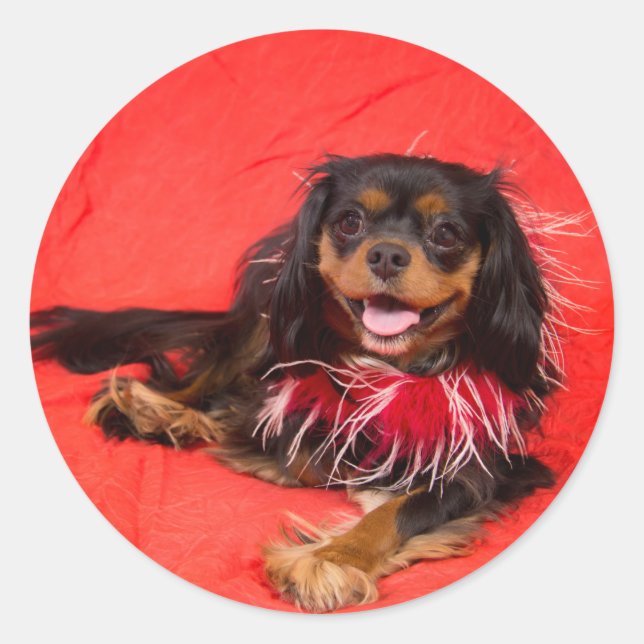 Adesivo Redondo Black E Tan Cavalier King Charles Em Red Sticker (Frente)