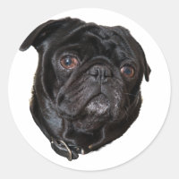 Black Funny Pug