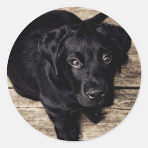 Adesivo Redondo Black Labrador Retriever Puppy sobre madeira