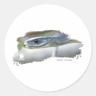 Adesivo Redondo Black Mamba