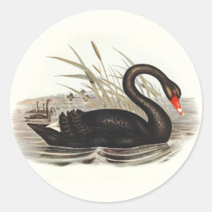 Adesivo Redondo Black Swan Vintage