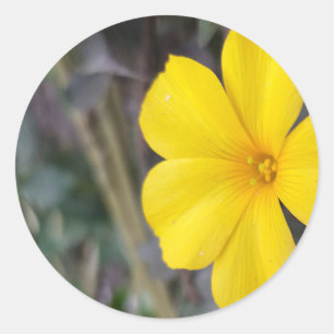 Adesivo Redondo Blogues de ouros: Coleção de Flores Amarelas