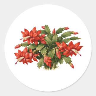 Adesivo Redondo Blooming Red Christmas Cactus Plant 
