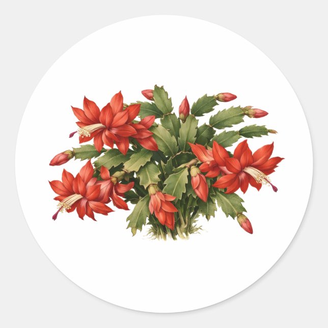 Adesivo Redondo Blooming Red Christmas Cactus Plant  (Frente)