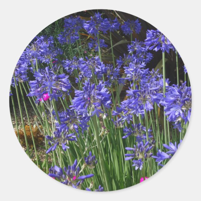 Adesivo Redondo Blue Agapanthus Flowers Sticker (Frente)