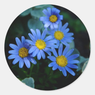Adesivo Redondo Blue Daisy Stickers