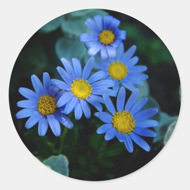 Adesivo Redondo Blue Daisy Stickers (Frente)