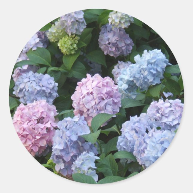 Adesivo Redondo Blue Hydrangea (Frente)