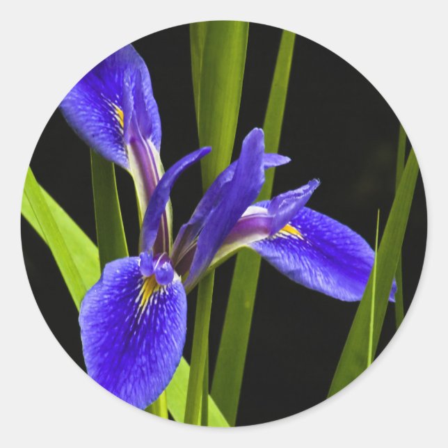 Adesivo Redondo Blue Iris Sticker (Frente)