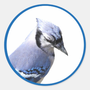 Adesivo Redondo Blue Jay