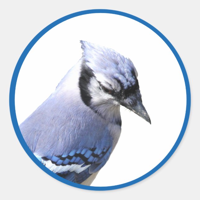 Adesivo Redondo Blue Jay (Frente)