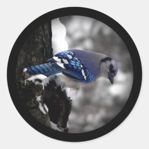 Adesivo Redondo Blue Jay de inverno