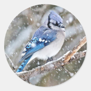 Adesivo Redondo Blue Jay em uma tempestade de neve