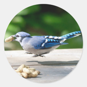 Adesivo Redondo Blue Jay ganhando um amendoim
