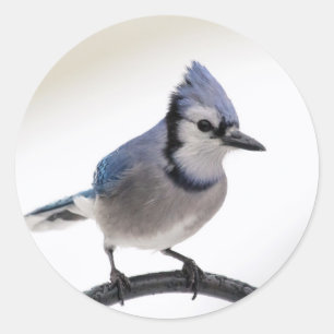 Adesivo Redondo Blue Jay no inverno