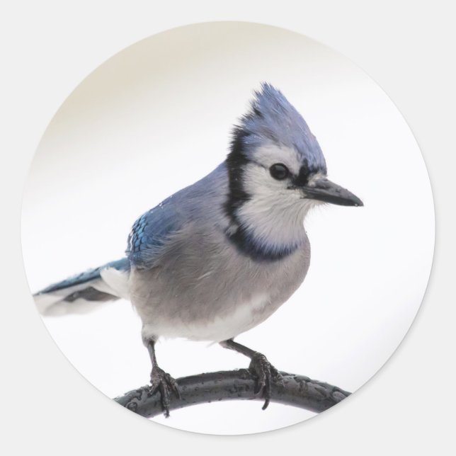 Adesivo Redondo Blue Jay no inverno (Frente)