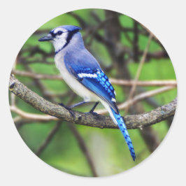 Adesivo Redondo Blue Jay Round Sticker