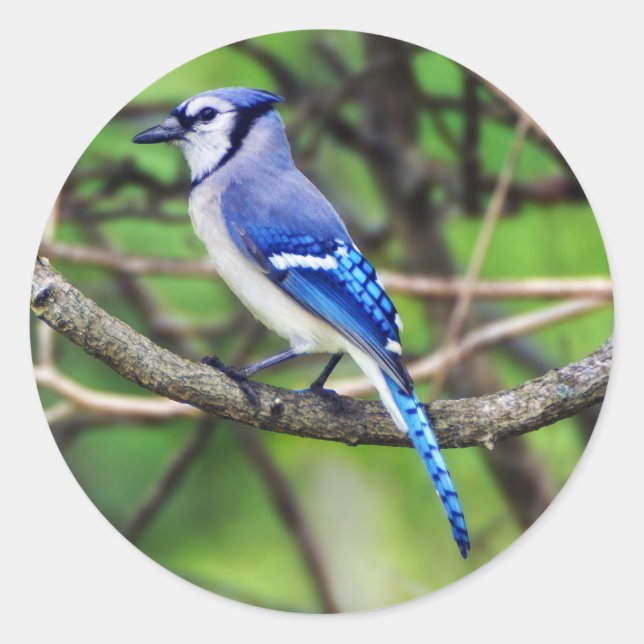 Adesivo Redondo Blue Jay Round Sticker (Frente)