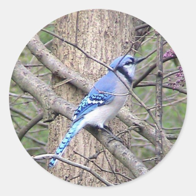 Adesivo Redondo Blue Jay Sticker (Frente)