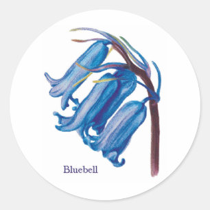 Adesivo Redondo Bluebell