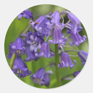 Adesivo Redondo bluebells