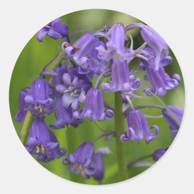 Adesivo Redondo bluebells (Frente)