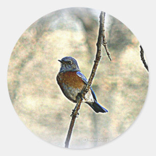 Adesivo Redondo Bluebird da felicidade