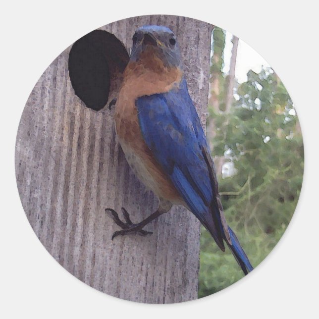 Adesivo Redondo Bluebird Male Sticker (Frente)