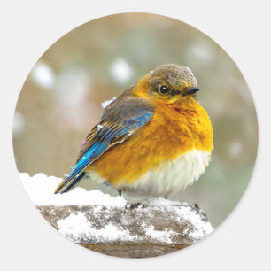 Adesivo Redondo Bluebird oriental na neve - Foto original