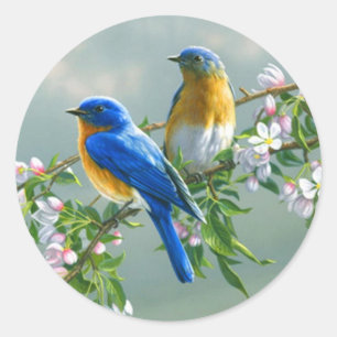 Adesivo Redondo Bluebird. Sialis oriental americano do Sialia do
