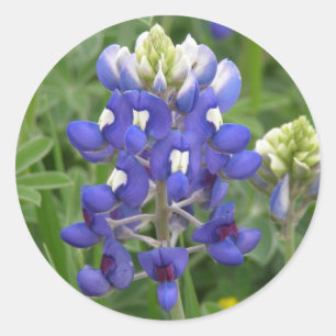 Adesivo Redondo Bluebonnet de Texas
