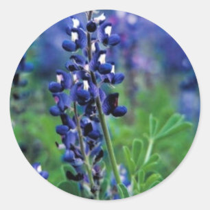 Adesivo Redondo Bluebonnet de Texas
