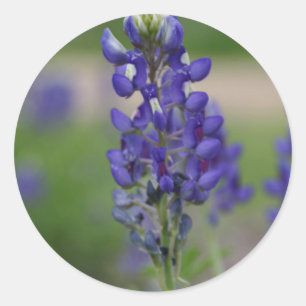 Adesivo Redondo BlueBonnett