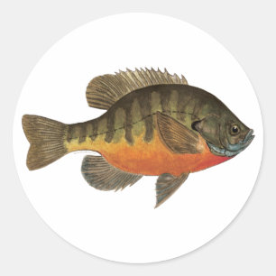 Adesivo Redondo Bluegill Bream