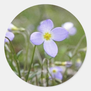 Adesivo Redondo Bluets - senhoras do quacre