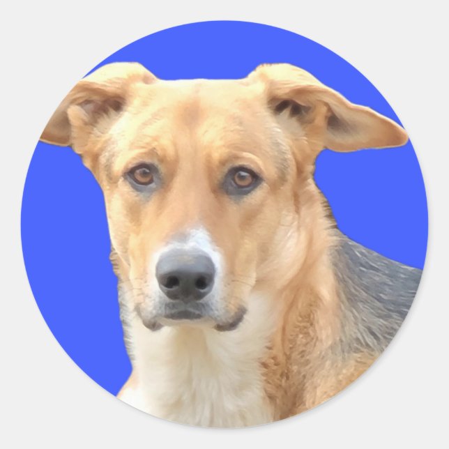 Adesivo Redondo Boas vinhas de cães (Frente)