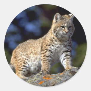 Adesivo Redondo Bobcat