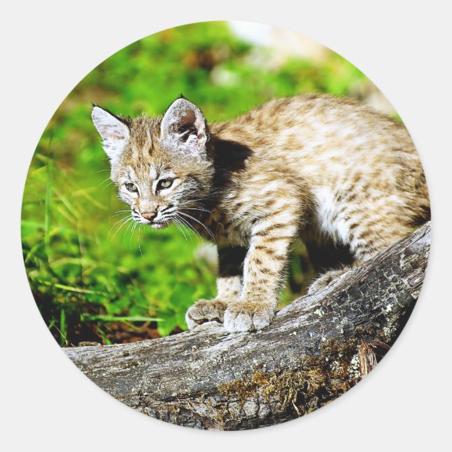 Adesivo Redondo Bobcat Kitten (Frente)